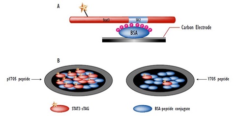 Depiction of the Stat3-SH2/phosphotyrosine Binding Assay